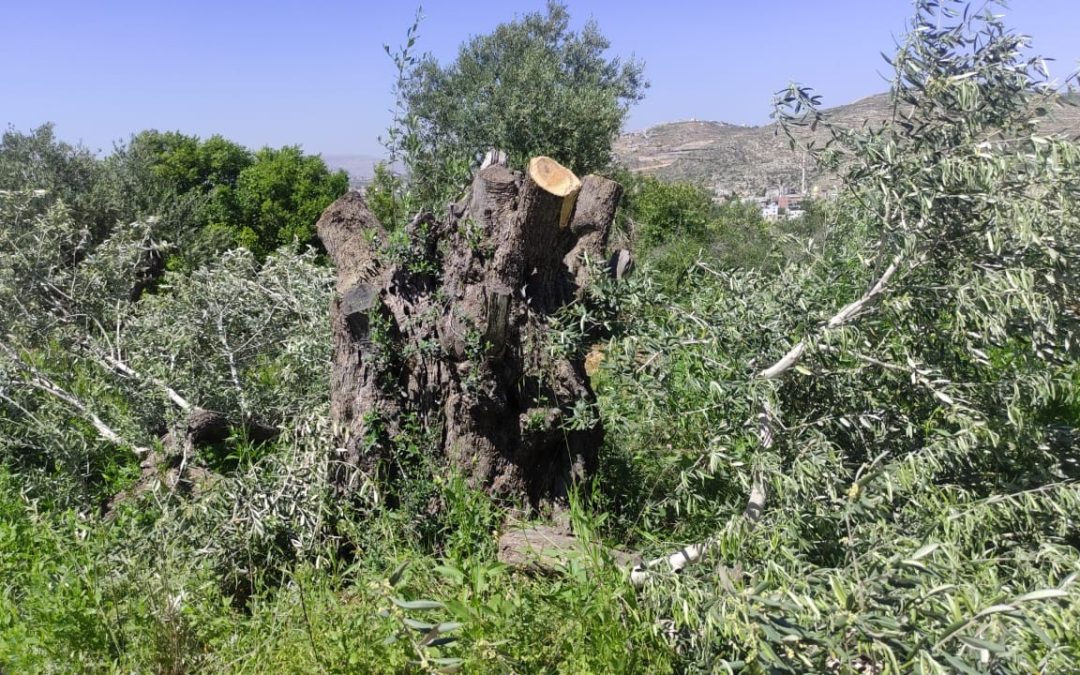 مستوطن يقطع العشرات من أشجار الزيتون جنوب نابلس