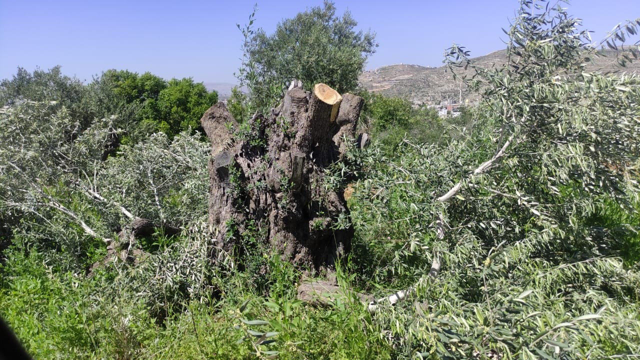 مستوطن يقطع العشرات من أشجار الزيتون جنوب نابلس