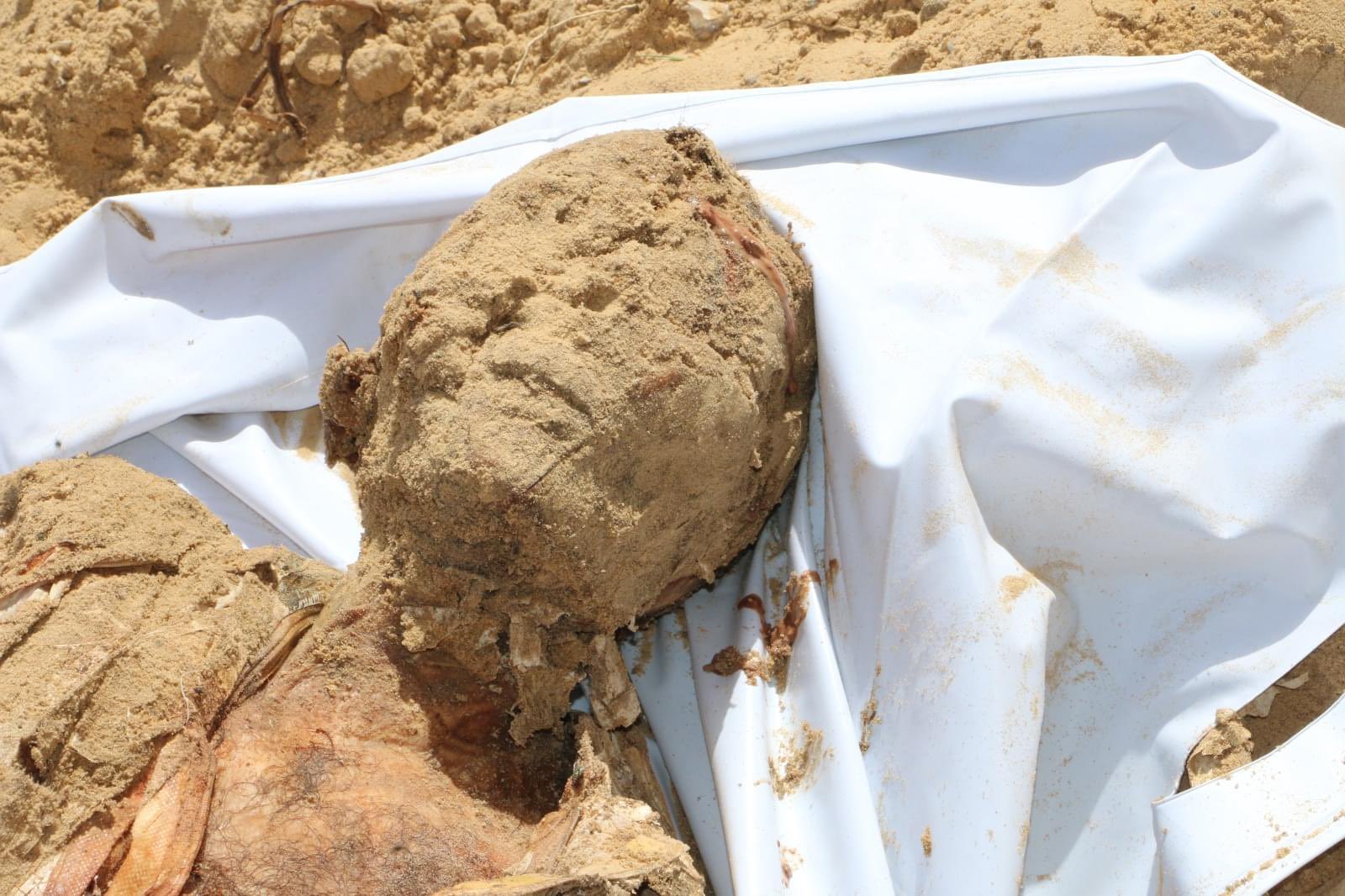 حماس تطالب بفرق متخصصة للبحث عن المفقودين والتعرف على شهداء المقابر الجماعية