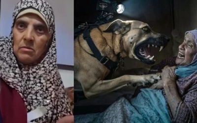 مهاجمة كلب إسرائيلي مسنة فلسطينية .. جريمة مروعة لجيش الاحتلال في غزة