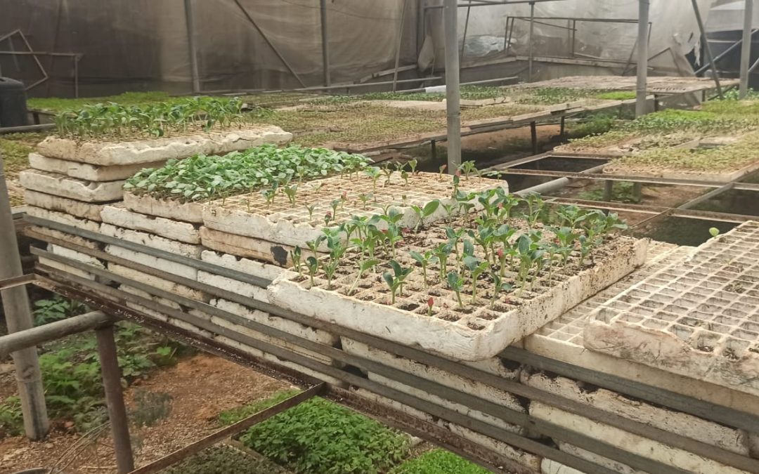 إحياء مزارع غزة.. مبادرة تنجز تأهيل وزراعة 400 دونم من المحاصيل في القطاع