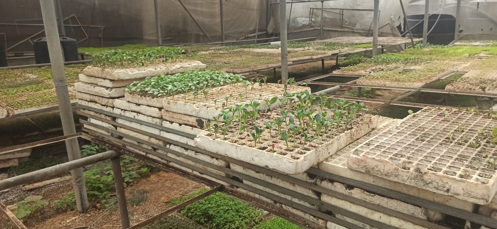 إحياء مزارع غزة.. مبادرة تنجز تأهيل وزراعة 400 دونم من المحاصيل في القطاع