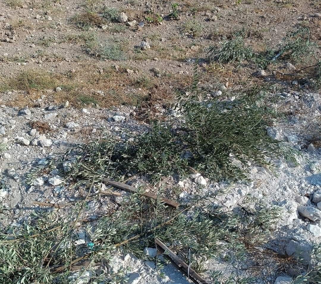 مستوطنون يقتلعون أشتال زيتون في نعلين غرب رام الله مستوطنون يقتلعون أشتال زيتون في نعلين غرب رام الله