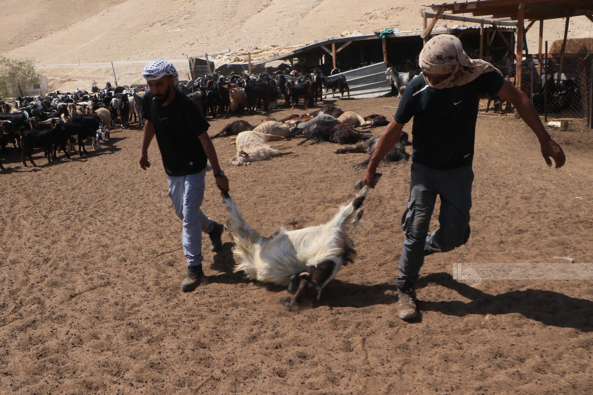 مستوطنون يسممون أغناماً في “عرب المليحات” بأريحا