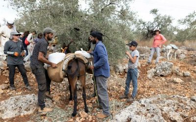 مستوطنون يمنعون مزارعين فلسطينيين في قرية اللبن من جني الزيتون