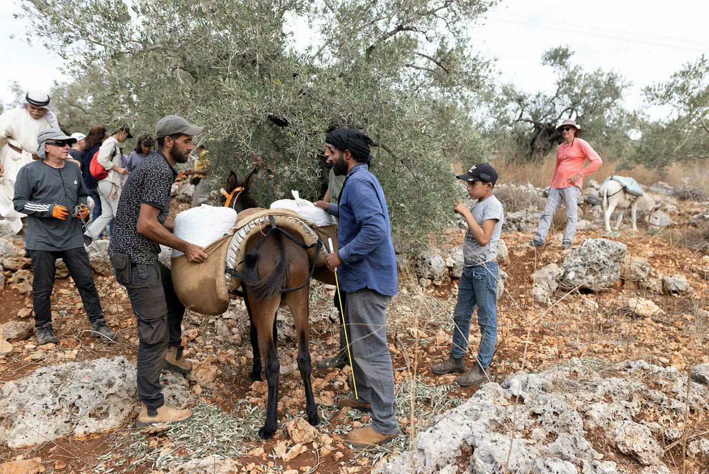 مستوطنون يمنعون مزارعين فلسطينيين في قرية اللبن من جني الزيتون