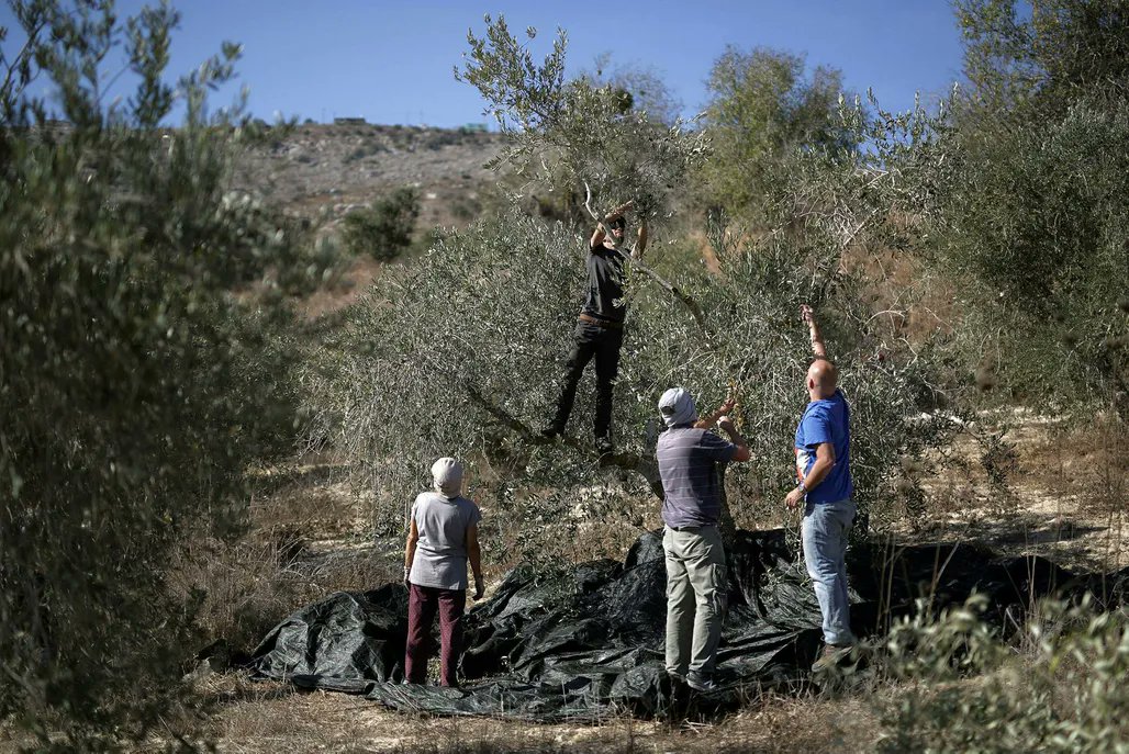 مستوطنون يهاجمون المزارعين الفلسطينيين أثناء قطف ثمار الزيتون