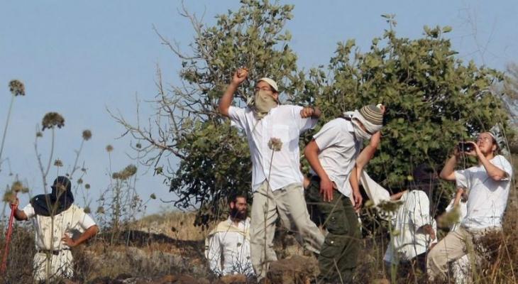 مستوطنون يهاجمون مزارعين فلسطينيين ويسرقون ثمار الزيتون بنابلس