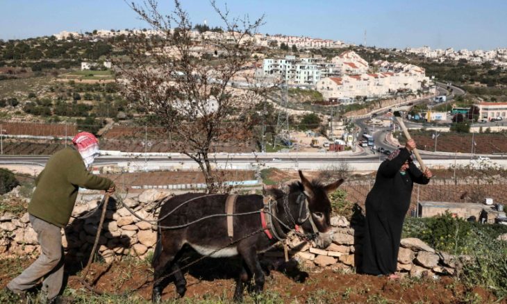مستوطنون يستولون على قطيع من الأبقار شرقي طوباس