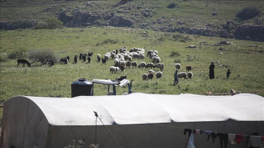 مستوطنون يسرقون قطيعاً من الأغنام في وادي القلط غربي أريحا