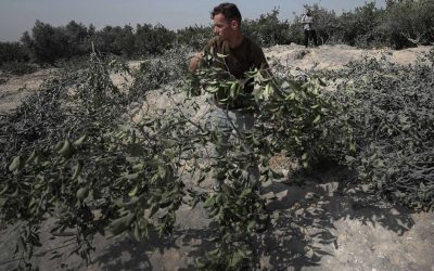 تقرير: التدمير الإسرائيلي للقطاع الزراعي يستهدف إبادة الفلسطينيين واستئصال وجودهم