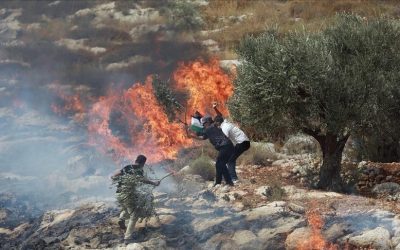 مستوطنون يحرقون مساحات زراعية واسعة في رام الله