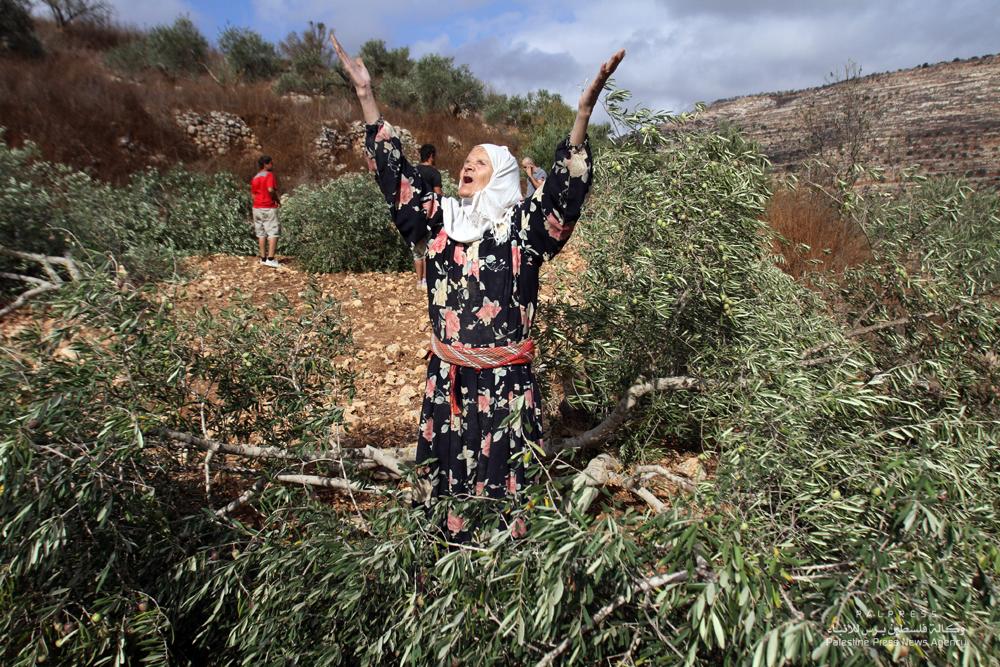 الاحتلال يطرد عائلة فلسطينية من أرضها في بيت أمر