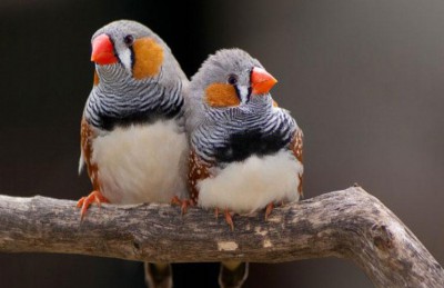 علماء يسمعون خلافات زوجية بين الطيور