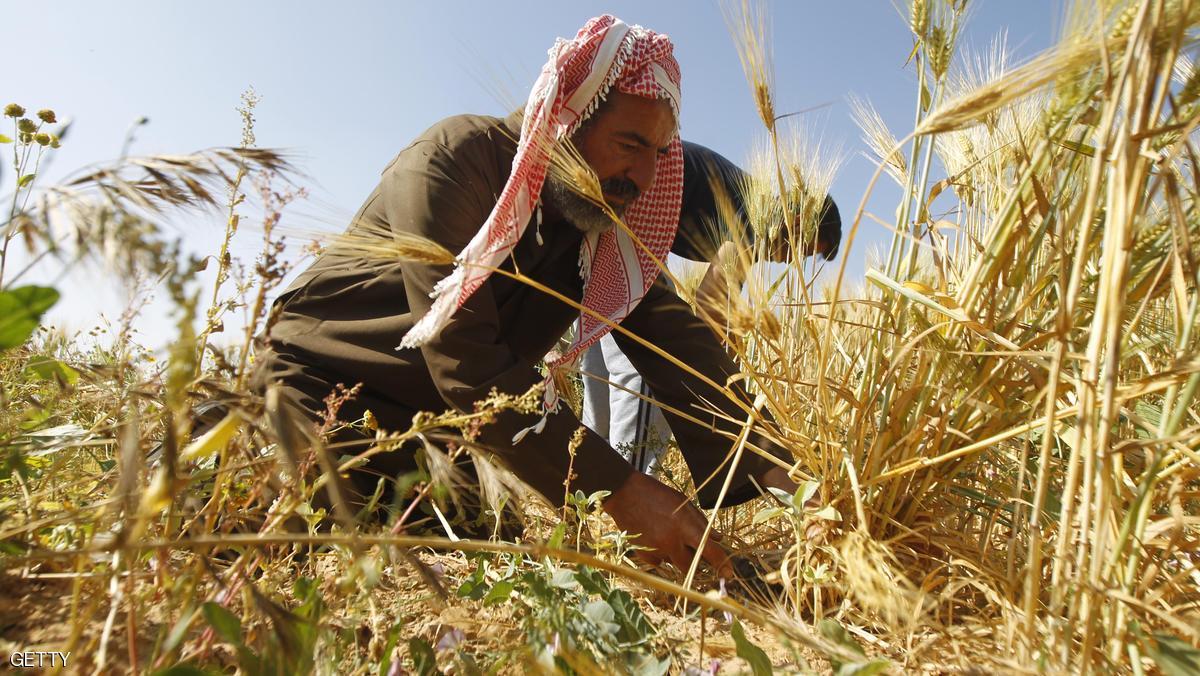عودة القمح إلى حدود غزة.. مصافحة الأرض بعد طول غياب