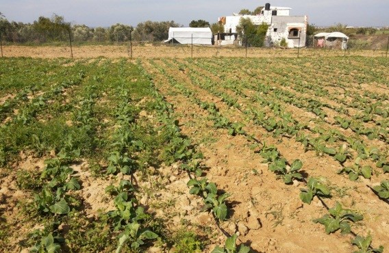 محاصيل الشتاء ترفع هامتها على حدود غزة