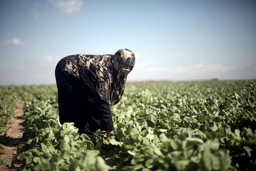 الاحتلال يحرق آلاف الدونمات الزراعية على حدود غزة