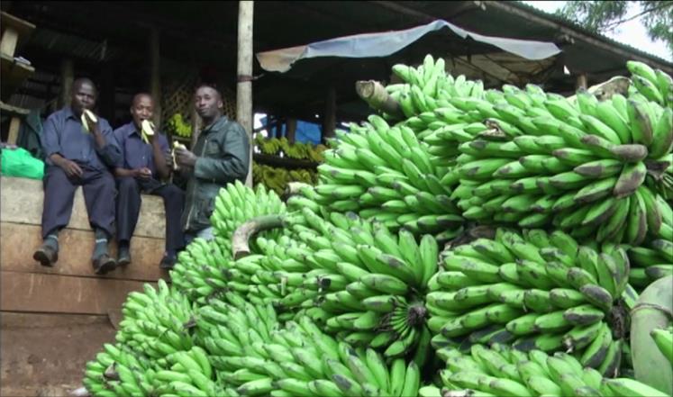 فطر قاتل يهدد بفناء إنتاج الموز العالمي