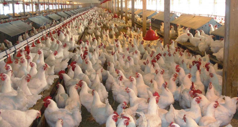 أسعار الدجاج بالضفة.. حالة استياء ومطالبات بالمقاطعة