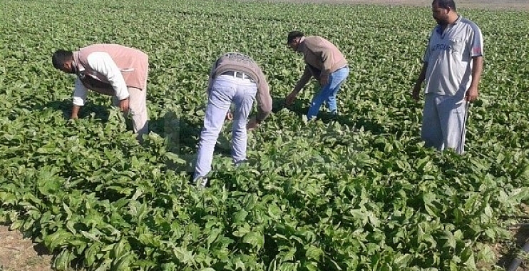 غزة .. الزراعة تتلف خمسة دونمات من الخيار