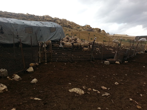 سكان الأغوار.. واقع مرير تكشفه المنخفضات الجوية