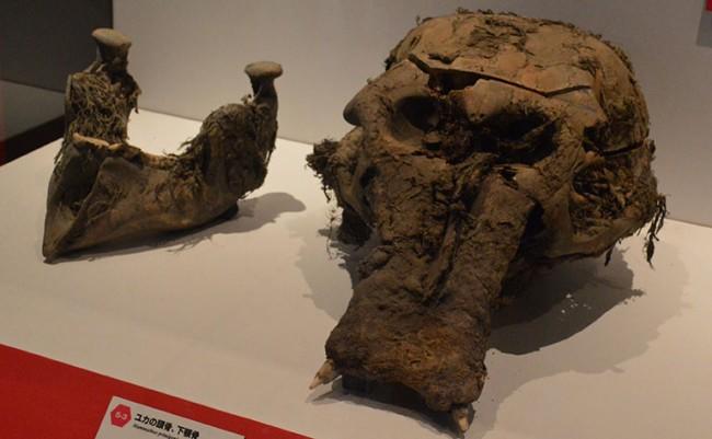 عرض حفائر عمرها 100 ألف عام لفيل منقرض في بريطانيا