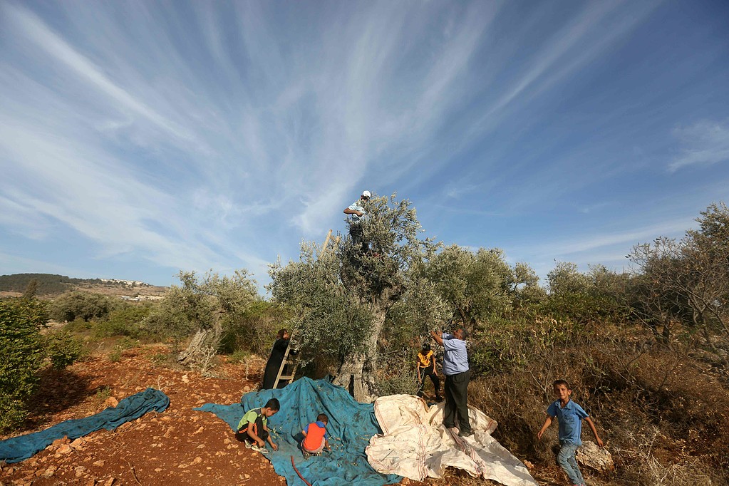 الاحتلال يطرد مزارعين من أراضيهم في دير الحطب بنابلس