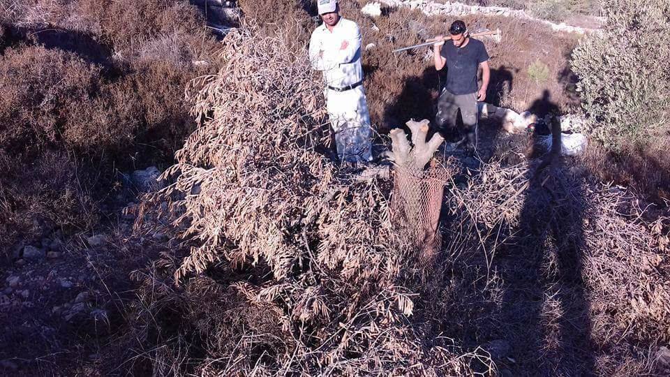 الاحتلال يقتلع أشجار زيتون في ياسوف لشقّ طريق استيطاني