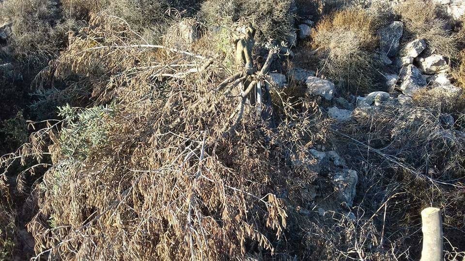 الاحتلال يهدم سلاسل حجرية ويقتلع أشجار زيتون في دوما