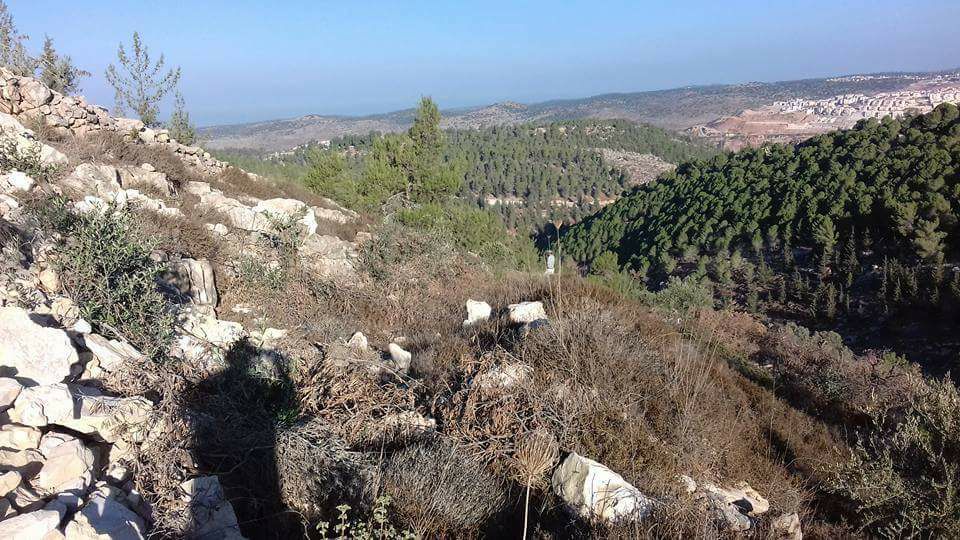 مستوطنون يقطعون أشجار زيتون مثمرة غرب بيت لحم