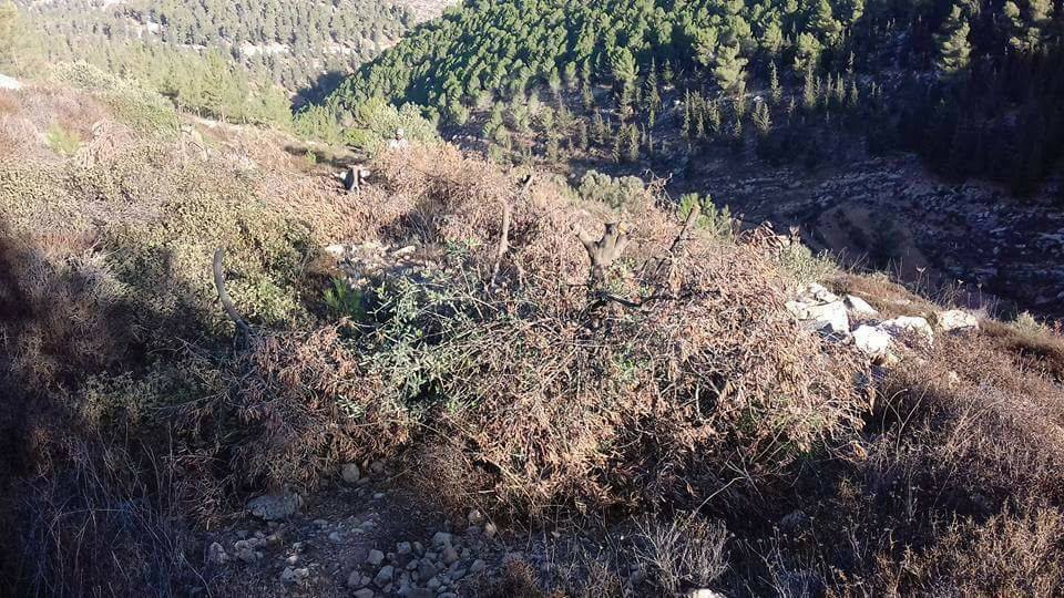 الاحتلال يقتلع 350 شجرة مثمرة غرب سلفيت