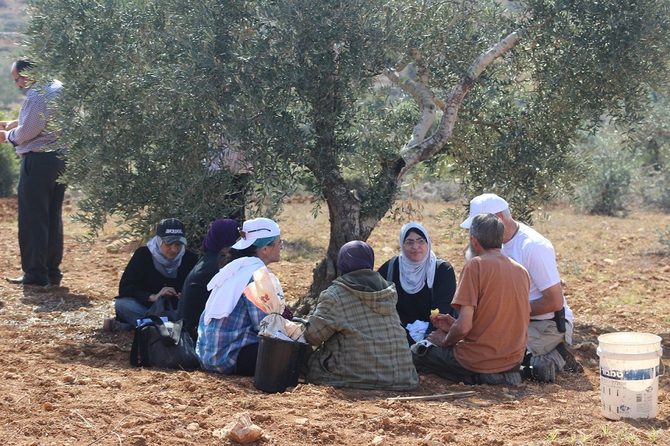 موسم الزيتون.. أجواء ريفية وشعور بالانتماء بين الفلسطينيين