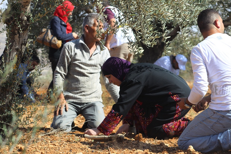الاحتلال يمنع مزارعي مادما من قطف ثمار الزيتون