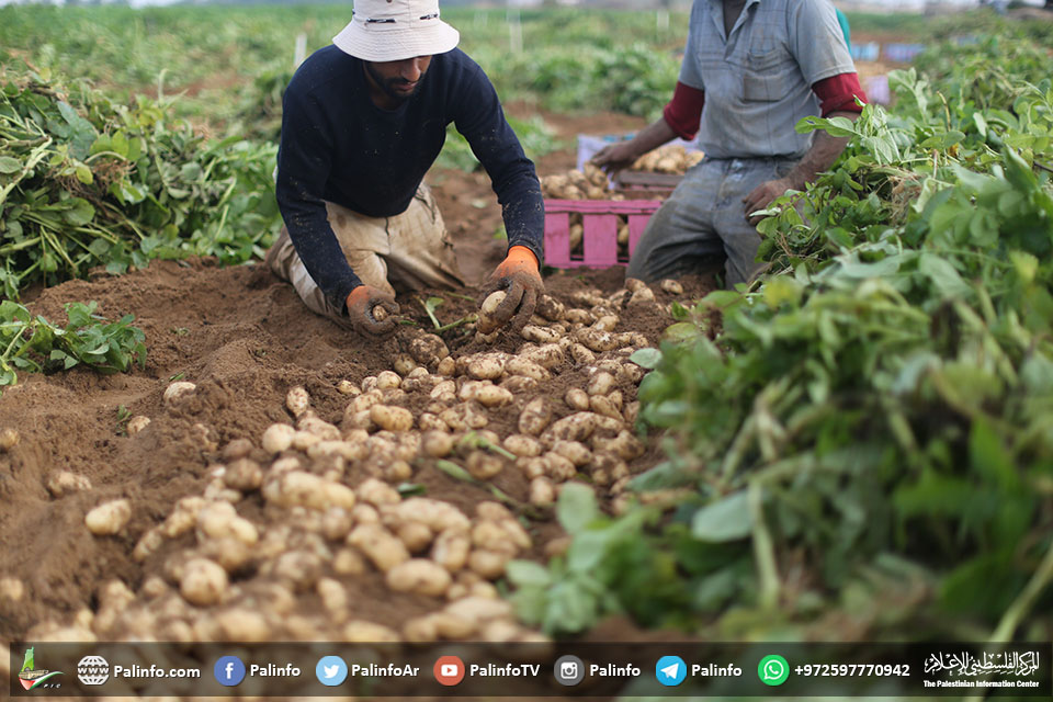 المزارعون يجمعون البطاطا شمال قطاع غزة