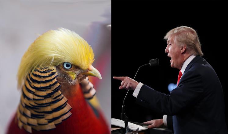 طائر صيني يشبه ترامب يثير ضجة على الإنترنت