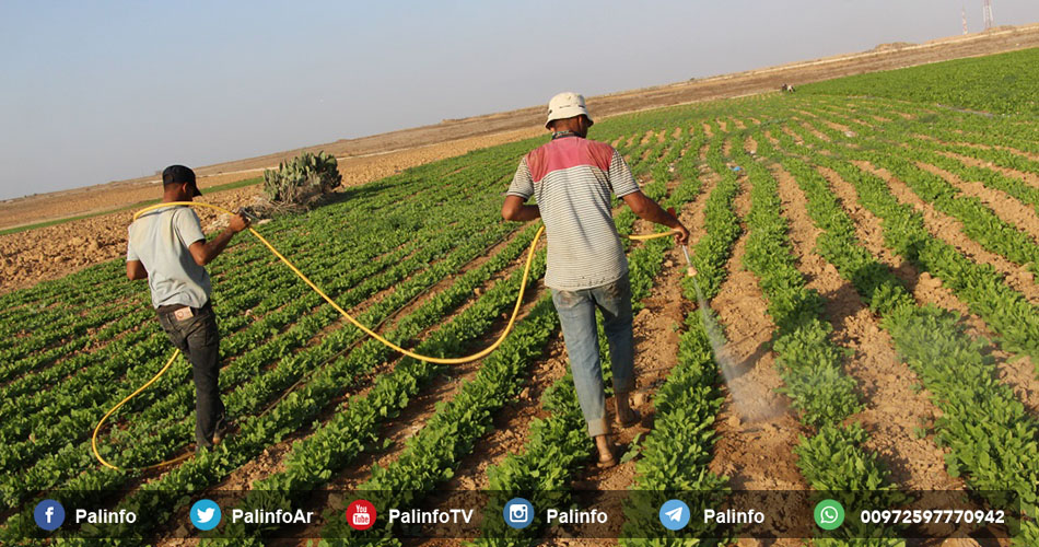 رغم الاحتلال.. مزارعون يزاولون مهنتهم على حدود غزة الشرقية