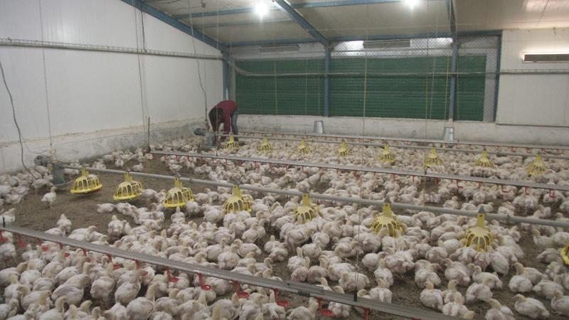 مزارعو دواجن الضفة: دجاج المستوطنات المهرب يفترس الأرباح