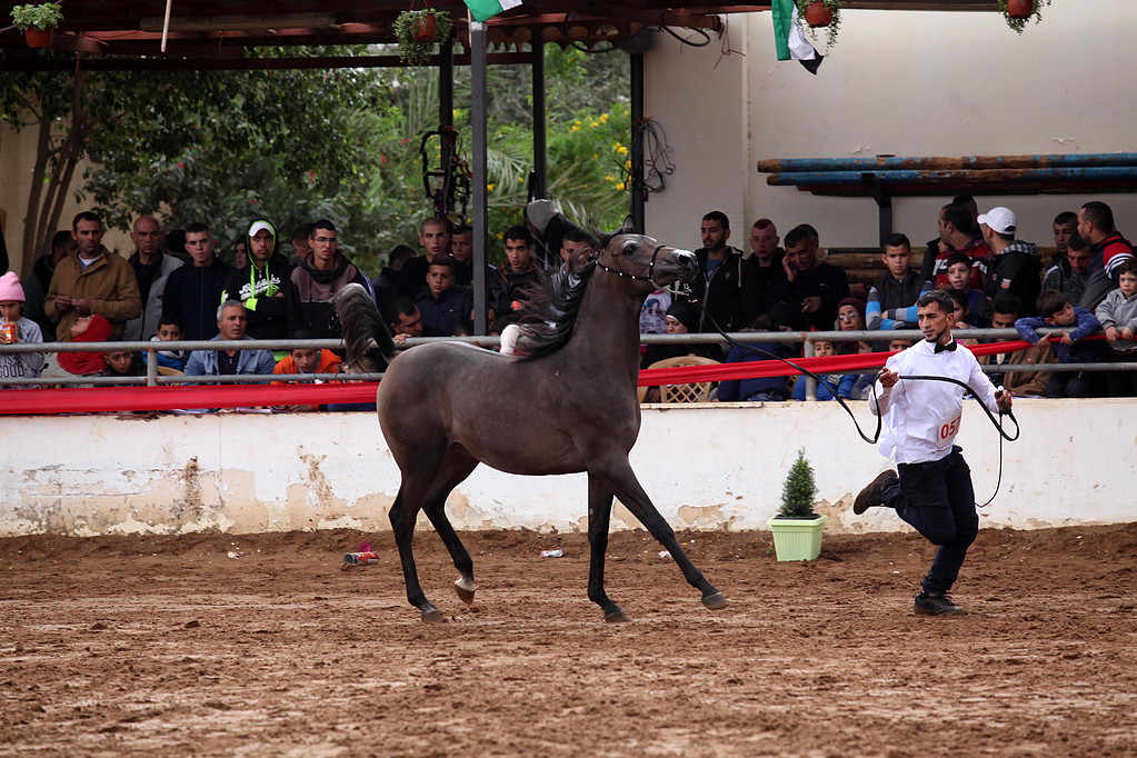 بطولة محلية للخيول العربية الأصيلة في مدينة أريحا بالضفة الغربية