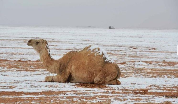 ثلوج على رمال الصحراء بالسعودية