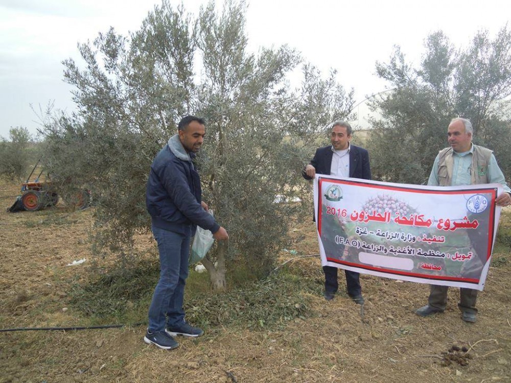 الزراعة بغزة توزع مبيد الميتازون لمكافحة الحلزون