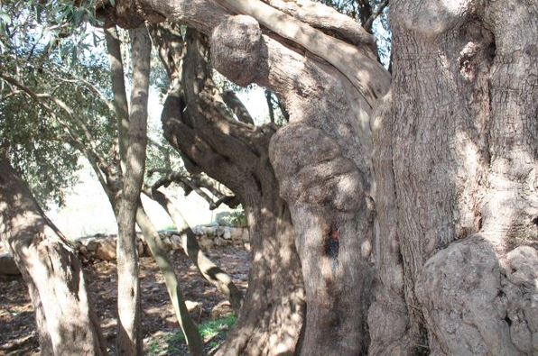 ختيارة بيت لحم .. أقدم شجرة زيتون في العالم