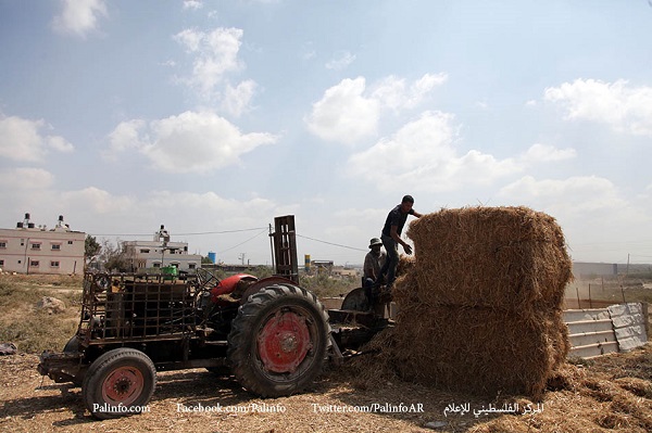 لأول مرة منذ 15 عاما.. قمح غزة الحدودي ينتظر الحصاد