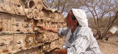 الحرب والجفاف يلسعان النحل في اليمن