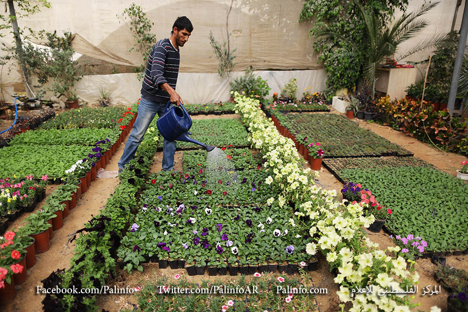 الورود بغزة .. مشاتل وتجارة تتحدى حراب الاحتلال