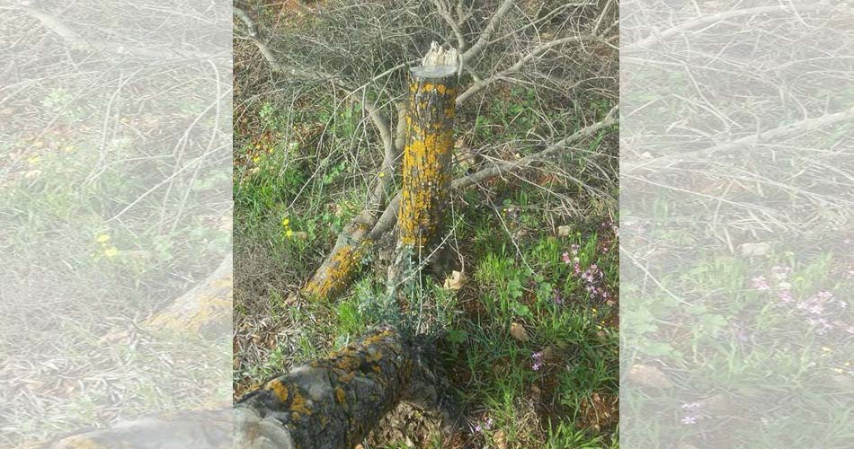 المستوطنون يقتلعون عشرات أشجار الزيتون شرق نابلس