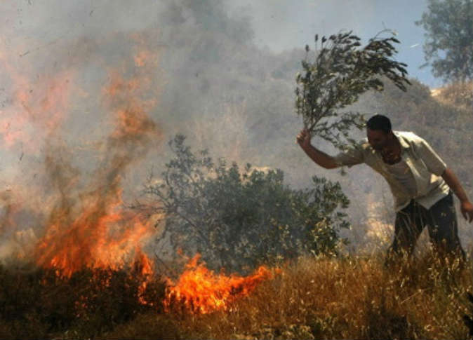 مستوطنون يحرقون أشجار زيتون شرق بيت لحم