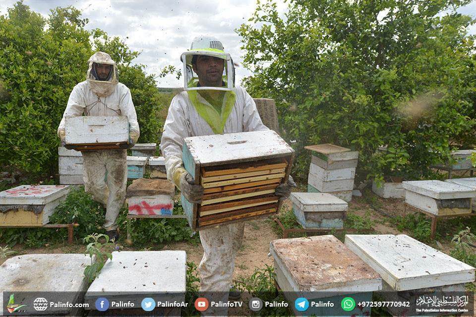 عسل غزة .. المناحل تتعافى بعد عامين من الحرب