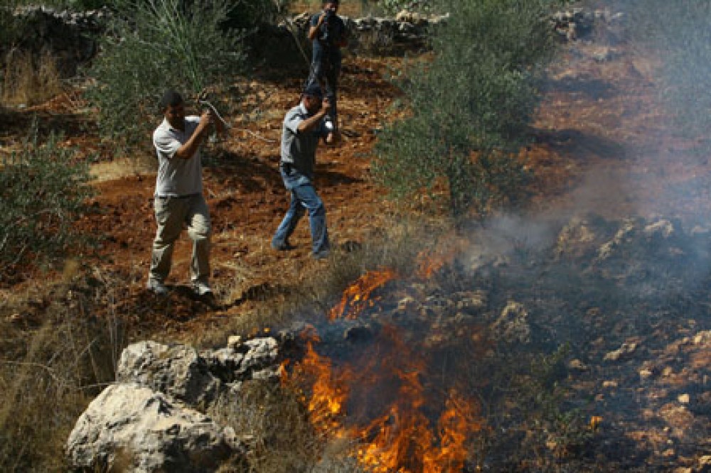 مستوطنون يحرقون أشجارًا بين بلدتي عصيرة القبلية وعوريف جنوب نابلس