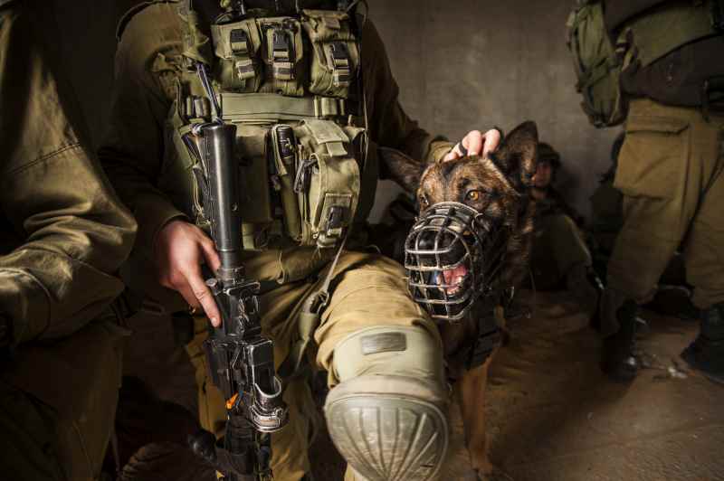 أطلقه الاحتلال.. فيديو يُظهر كلبًا ينهش فلسطينيًّا خلال اعتقاله