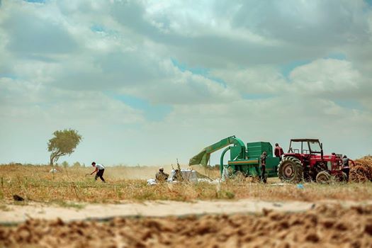 القمح والخوف.. حصاد المزارعين شرق غزة
